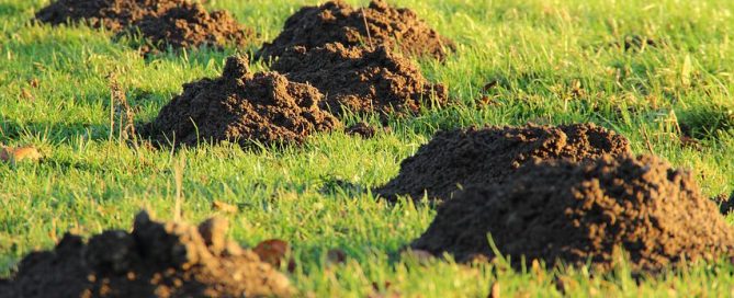 Detektei und Wirtschaftsdetektei ManagerSOS - Detektiv Frankfurt am Main