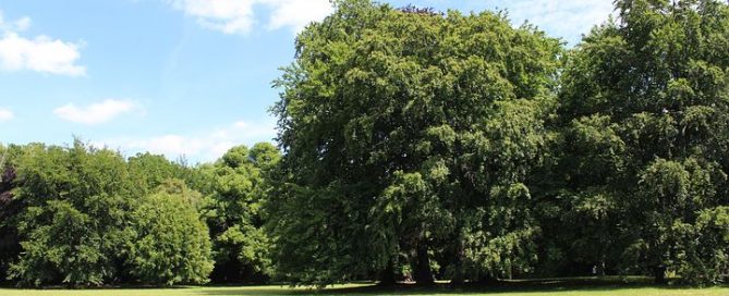 Detektei ManagerSOS - Detektiv Frankfurt