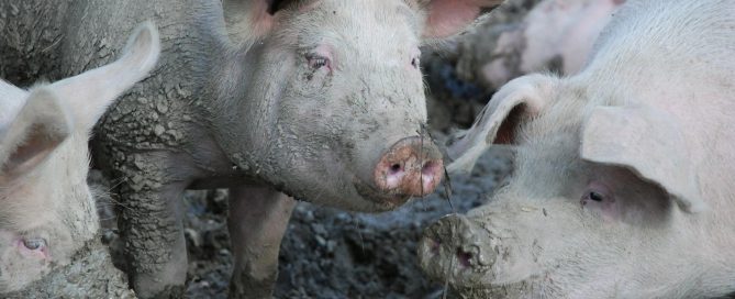 mord und vermisstenfälle asien südostasien www.detektiv-international.de