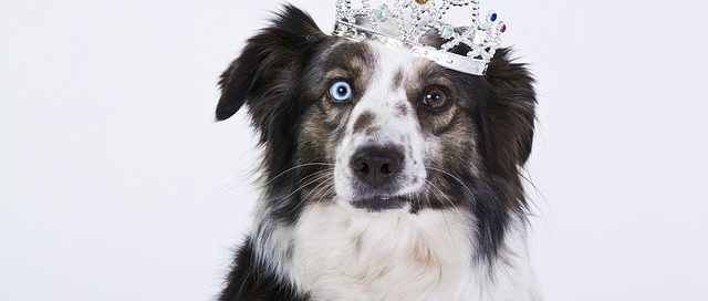 Problemlöser www.detektiv-international.de