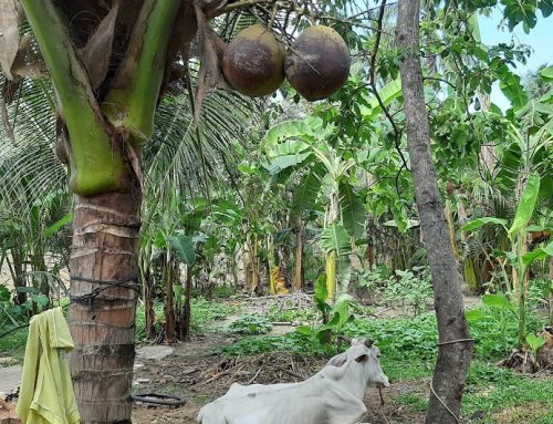 Vorsicht Satire! Dschungelcamp war gestern – RealtyTV  neues Format mit 100% Einschaltquote – Straßenfeger garantiert!